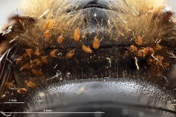 Media type: image;   Entomology 810641 Aspect: habitus dorsal view